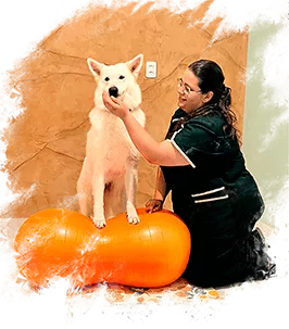Fisioterapia clínica veterinária em fortaleza. Vtelife 24h