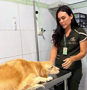 Consulta clínica veterinária em fortaleza. Vetlife 24h