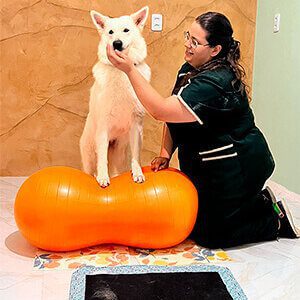 Fisioterapia clínica veterinária em fortaleza. Vetlife 24h