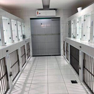 Internamento 24h clínica veterinária em fortaleza. Vetlife 24h